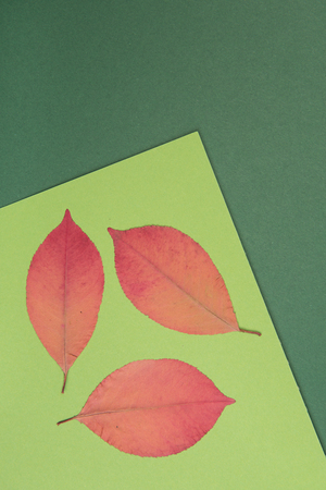 autumn leaves with a colored backgroundの写真素材