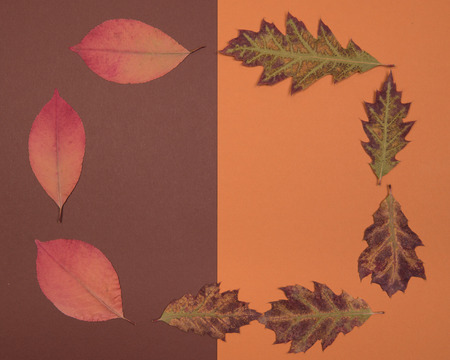 autumn leaves with a colored background