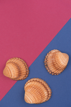 summer colorful background with shellsの写真素材