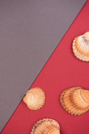 summer colorful background with shells