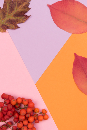 autumn colorful backgroundの写真素材