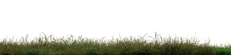 wild grass on transparent background - 3D Illustrationの写真素材