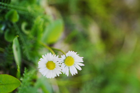 Two daisies on a green backgroundの写真素材