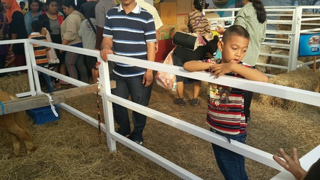 Boy in farmの素材