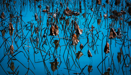 Lotus still life photographyの写真素材