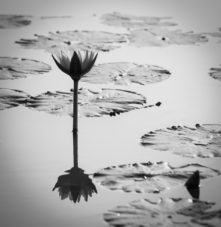 Lotus in lotus pond, black and whiteの写真素材