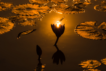 Lotus pond under sunsetの写真素材