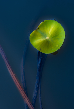 Lotus leaveの写真素材