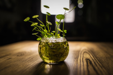 Aquatic plant still life photography
