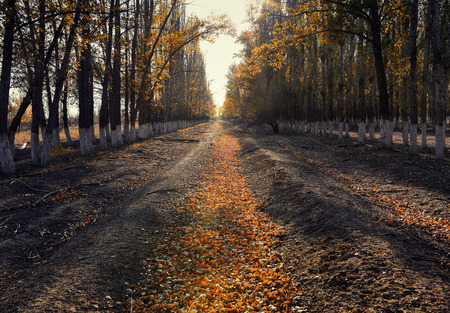 Tacheng country road in autumnの写真素材