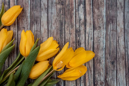 The first flowers of spring are the tulips, colorful, magical and fresh. Exposition suitable for greeting cards, posters, advertising Easter and spring times.の写真素材