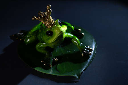 King frog figure with the lily leaf on a dramatic dark background.の写真素材