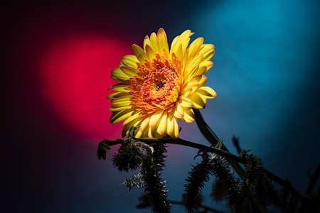 Flowers photography gerbera on dark background with red green backlight. Template for postcards,...