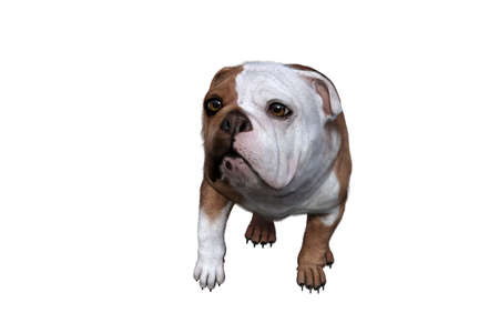 Baxter the English Bulldog Poses for Your Scenes. Image specially designed for collage, isolated on white background. 3d illustration. 3d rendering.の写真素材