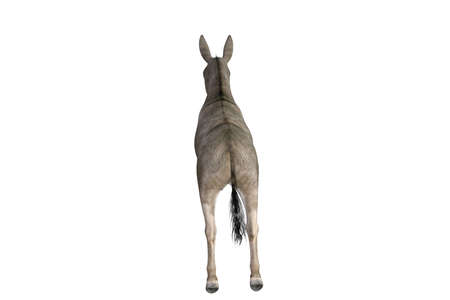 Photo-realistic illustration of the donkey with different poses and angles. 3D rendering illustration.の写真素材