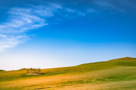 trees on  grasslandの写真素材