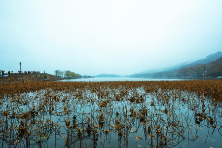 West Lake landscape view of a lotus pondの写真素材