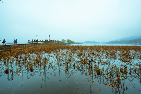 West Lake landscape view of a lotus pondの写真素材
