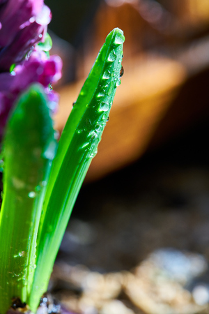 Hyacinthの写真素材