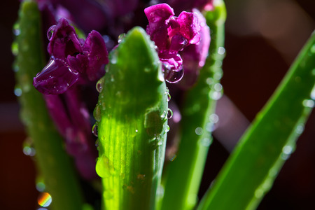 Hyacinthの写真素材