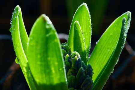 Hyacinthの写真素材