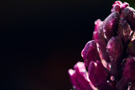 Hyacinth