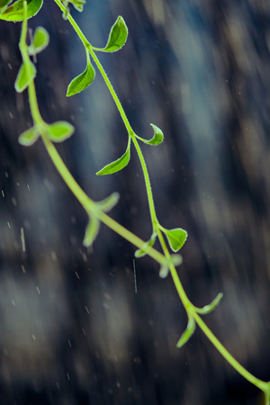 Green  leavesの写真素材
