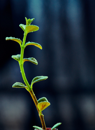 Green  leavesの写真素材