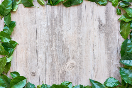 Green leaf texture backgroundの写真素材