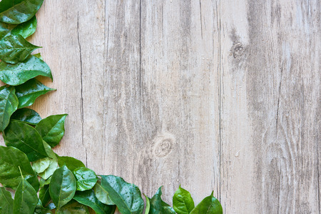 Green leaf texture backgroundの写真素材