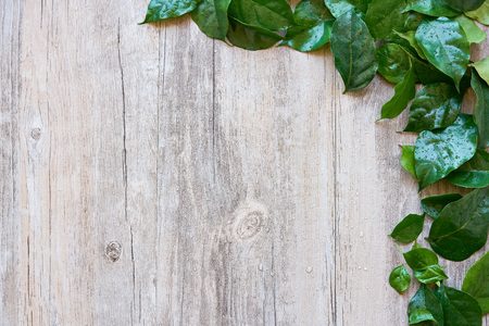 Green leaf texture backgroundの写真素材