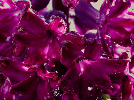 Purple hyacinthの写真素材