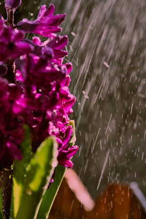 Purple hyacinthの写真素材