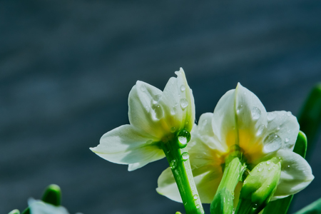Blooming the Narcissusの写真素材