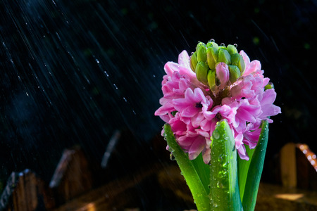 Pink hyacinthの写真素材