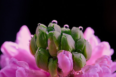 Pink hyacinthの写真素材