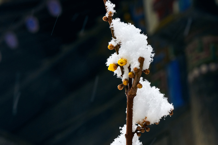 First spring plum blossom featureの写真素材