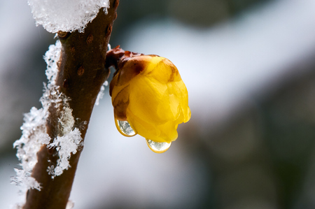 First spring plum blossom featureの写真素材
