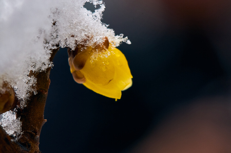First spring plum blossom featureの写真素材