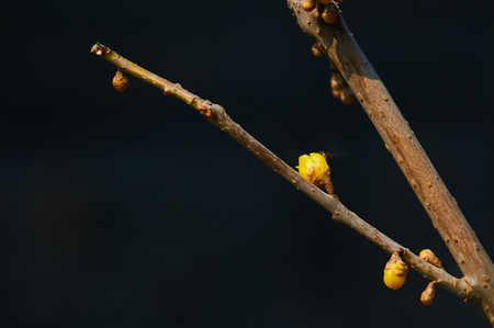 First spring plum blossom featureの写真素材