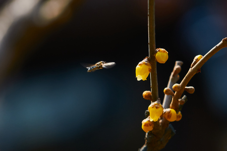 First spring plum blossom featureの写真素材