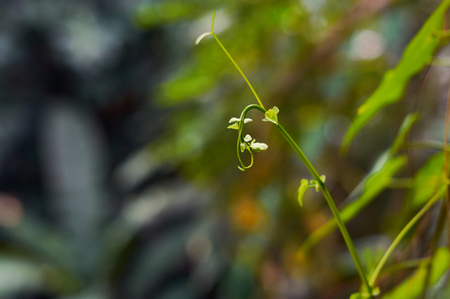 New young leaves
