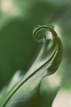 New curly leavesの写真素材