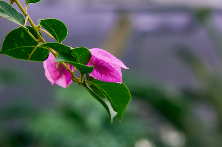 Green leaf powderの写真素材