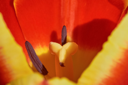 Red tulip close-upの写真素材