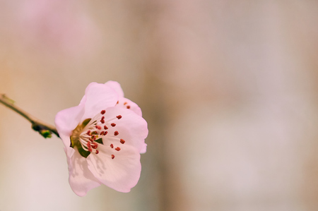 Blooming spring flowersの写真素材