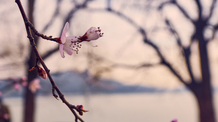 Blooming spring flowersの写真素材