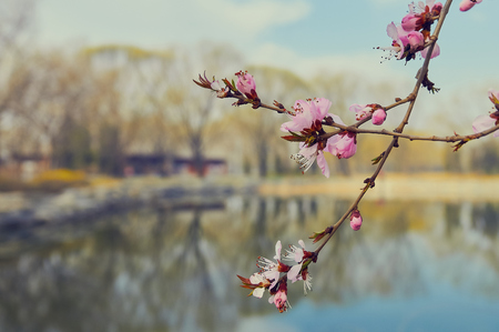 Blooming spring flowersの写真素材