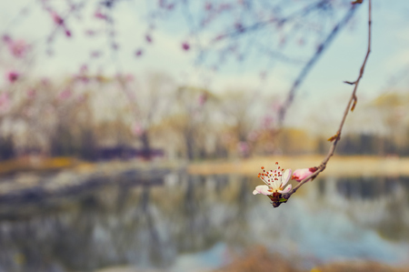 Blooming spring flowersの写真素材