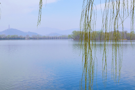 Willow trees on the shore of Kunming, the Summer Palaceのeditorial素材